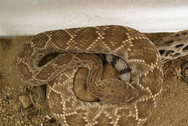  Desert snake 